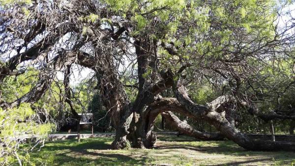 Oldest Trees