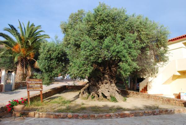 Oldest Trees