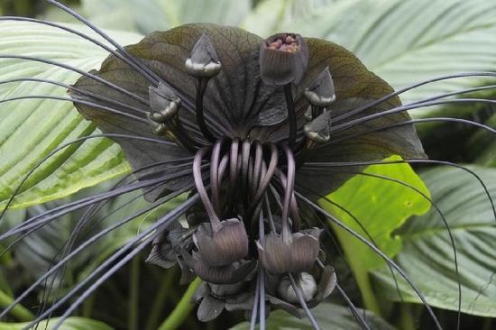 Rare Flower - Black Bat Flower