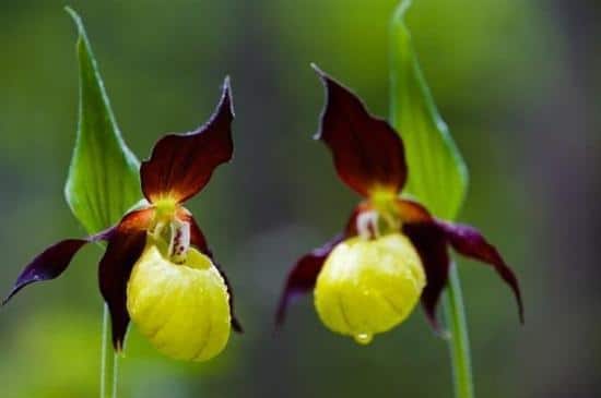Lady Slippers Rare Flowers