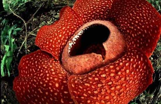 Rare Flowers Rafflesia Arnoldii