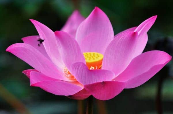 Lotus - Aquatic Flowers