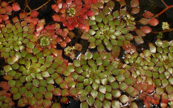 Mosaic Plant - Aquatic Flowers
