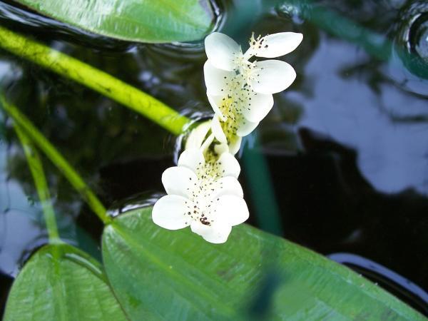 Water Hawthorn - Aquatic Flowers