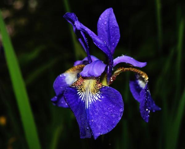 Water Iris - Aquatic Flowers