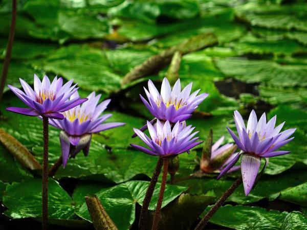 Water Lily - Aquatic Flowers