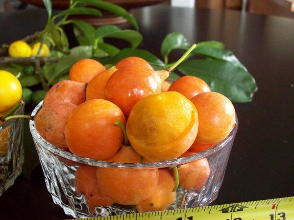 Imbe - Rare Fruits