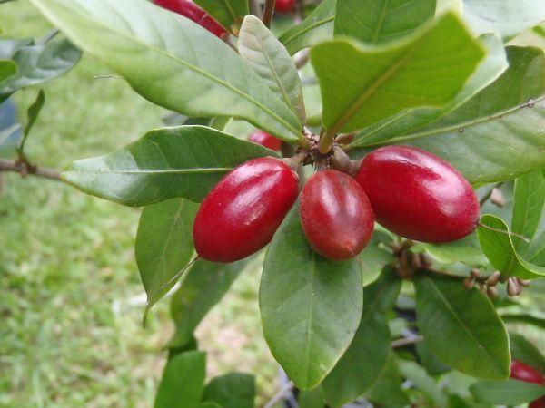 Miracle Fruit - Rare Fruits