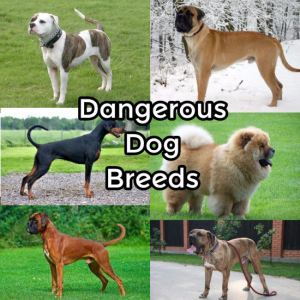 Most Dangerous Dog Breeds