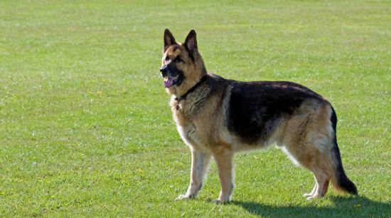 German Shepherd Dangerous Dog Breeds