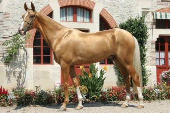 Akhal-Teke Beautiful Horses