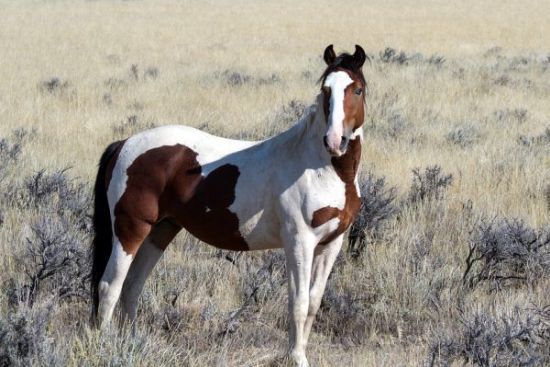 Mustang Beautiful Horses