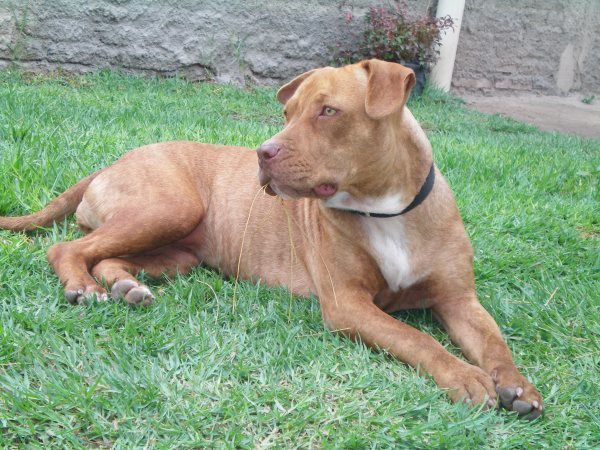 American Pit Bull Terrier Police Dog Breeds