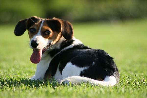 Cheagle Designer Dog Breeds