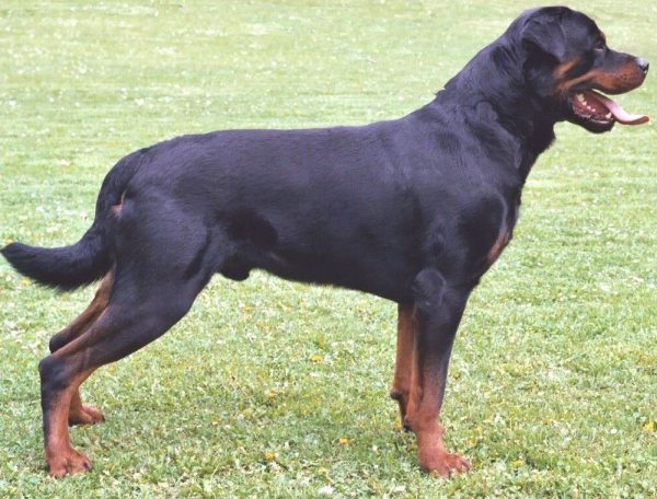 Rottweiler Police Dog Breeds